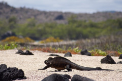 Isla Isabela