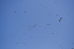 Islas Ballestas