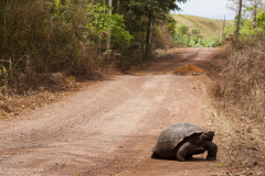 Żółwie z Galapagos