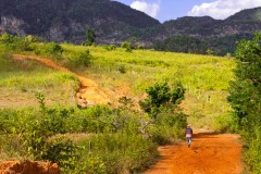 Viñales – pola ananasów i okrągłe pagórki