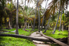 Park Tayrona