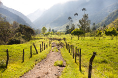 Dolina Palm i Mgły – Valle de Cocora