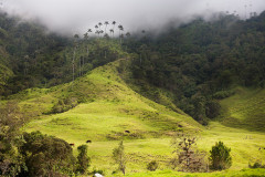 Dolina Palm i Mgły – Valle de Cocora