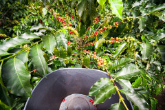 Plantacja kawy, czyli skąd się bierze tinto